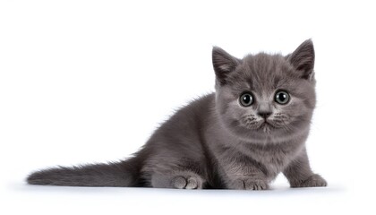 A charming British kitten stares with captivating eyes against a clean white background. This image captures the innocence and curiosity of a young feline, perfect for cat lovers