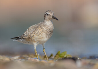 Red Knot - on the autumn migration way at a seashore