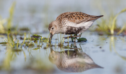 Dunlin - adult bird at a wetland on the spring migration 