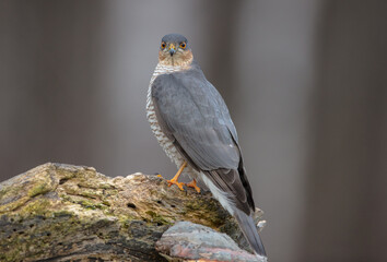 Eurasian Sparrowhawk - adult male at the wet forest in winter