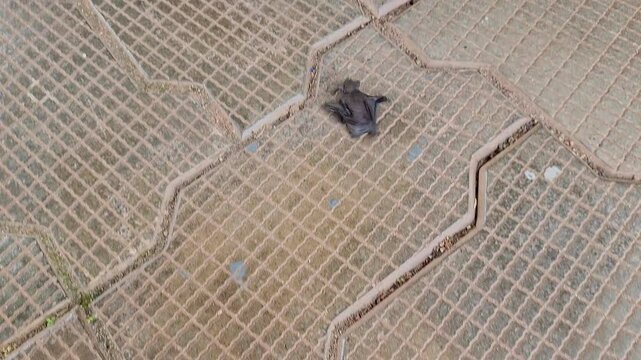 A tracking view of a tiny fruit bat or indian house bat running on the tile floor
