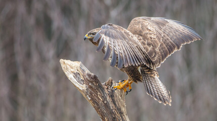 Common Buzzard in winter at a wet forest