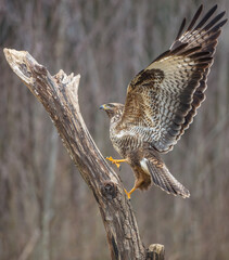Common Buzzard in winter at a wet forest