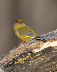 European Greenfinch   in winter at a wetland