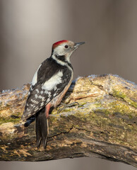 Middle Spotted Woodpecker - in the wet forest in winter