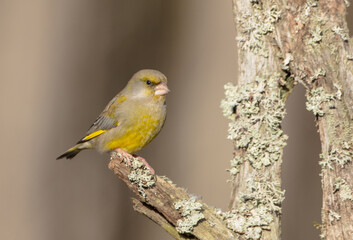 European Greenfinch   in winter at a wetland