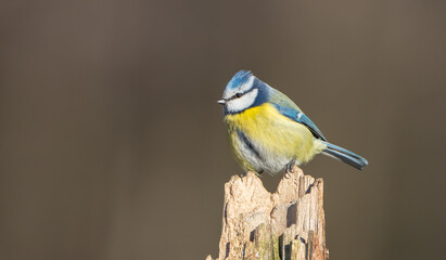 Eurasian Blue Tit - at a wet forest  in early spring