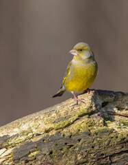 European Greenfinch   in winter at a wetland