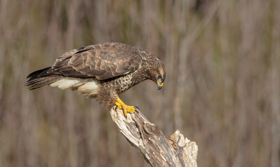 Common Buzzard in winter at a wet forest
