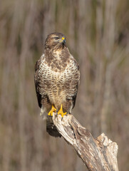 Common Buzzard in winter at a wet forest