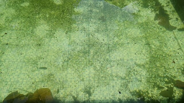 Tiny tadpoles, the aquatic larval stage of frogs and toads, swimming in an abandoned dirty pool