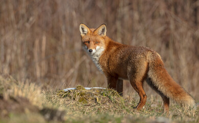 Red fox - in the wet forest in winter