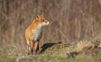 Red fox - in the wet forest in winter