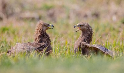 Lesser spotted eagle - pair of birds in spring
