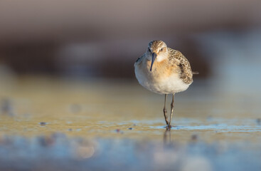 The curlew sandpiper - young bird at a seashore on the autumn migration way