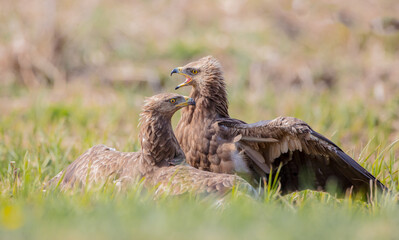 Fototapeta premium Lesser spotted eagle - pair of birds in spring