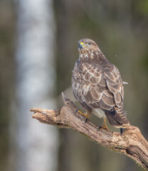 Common Buzzard in winter at a wet forest
