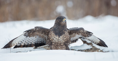 Common Buzzard in winter at a wet forest