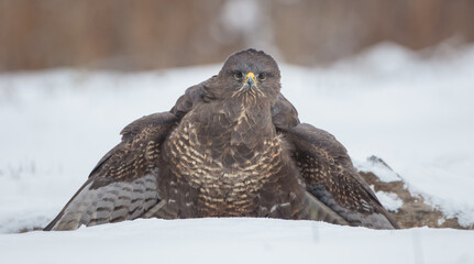 Common Buzzard in winter at a wet forest