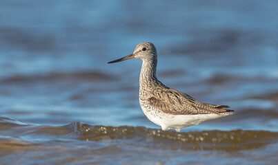 Common Greenshank feeding at a wetland in spring on a migration way