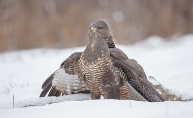 Common Buzzard in winter at a wet forest