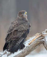 Common Buzzard in winter at a wet forest