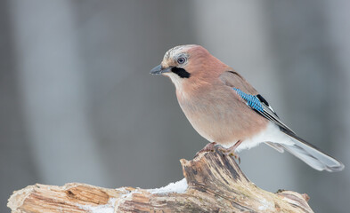 Eurasian Jay - in winter at the wet forest