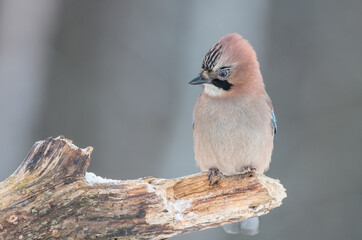Eurasian Jay - in winter at the wet forest