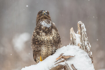 Common Buzzard in winter at a wet forest