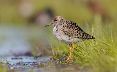 Ruff -  female feeding at the wetland on the mating season in spring