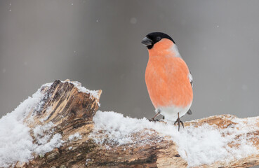 Eurasian Bullfinch - male at a wet forest in winter