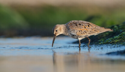Dunlin - at a seashore on the autumn migration way