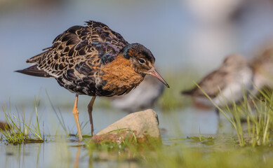 Ruff - male bird at a wetland on the mating season in spring