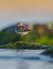 Dunlin - at a seashore on the autumn migration way