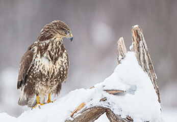 Common Buzzard in winter at a wet forest