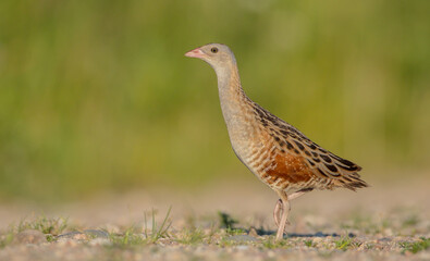 Corn crake - male bird at a meadow in the beginning of the summer