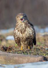 Common Buzzard in winter at a wet forest