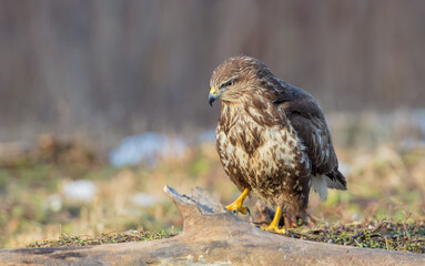 Common Buzzard in winter at a wet forest