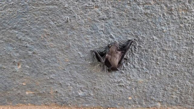 Closeup shot of a tiny fruit bat or indian house bat struggling to climb on house wall