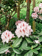 Bunch of pink flowers are blooming in a garden