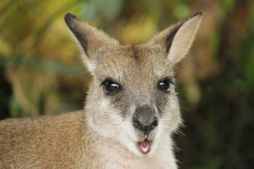 Wallaby 