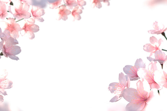 桜の透過背景