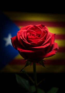 Single Red Rose with Catalan Estelada Flag Background