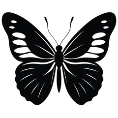 Vector illustration of butterfly on white background. There are two versions, black shape and black and white. Butterflies silhouette. 