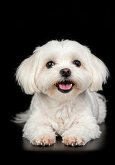 Obraz premium Cute Maltese Dog Portrait