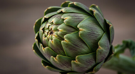 A close-up shot of a fresh Artichoke