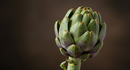 Fototapeta premium A close-up shot of a fresh Artichoke