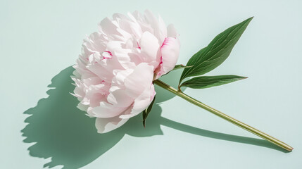 Fototapeta premium Soft pastel pink peony flower with lush petals and green leaves on a mint background, casting a natural shadow, ideal for beauty, weddings, nature, and floral art