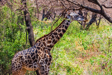 Giraffe (camelopardalis) at Lake Manyara national park, Tanzania. Wildlife photo