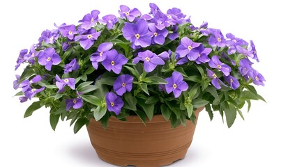 Flowers in a pot display vibrant blooms and lush foliage